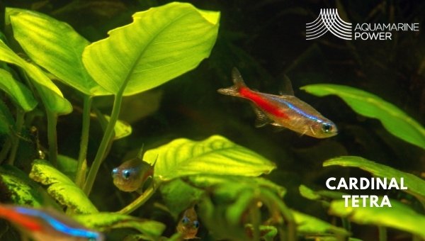 CARDINAL TETRA