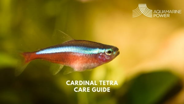 Cardinal Tetra Care Guide