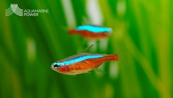 cardinal tetra appearance