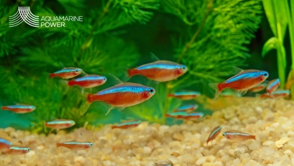 cardinal tetra aquascaping