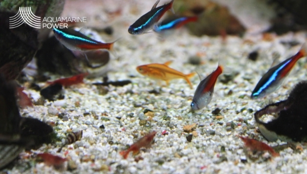 cardinal tetra tankmates