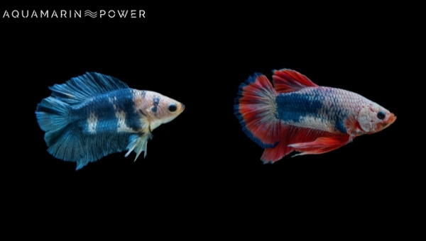 Colors Of Plakat Betta