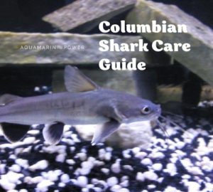 Columbian Shark