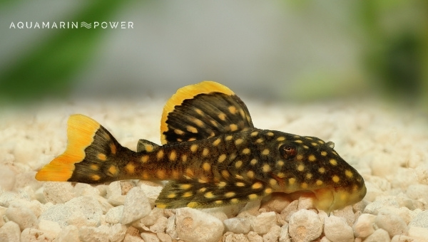 Common Pleco appearance