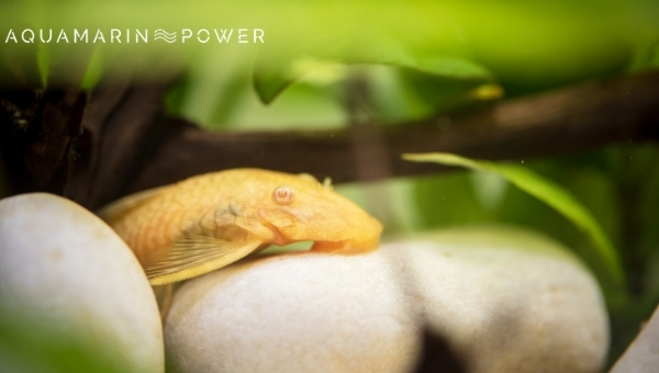 Common Pleco Breeding