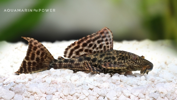 Common Pleco Species Summary