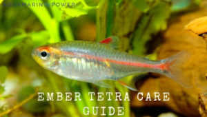 Ember Tetra Care Guide