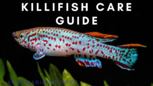 Killifish care guide