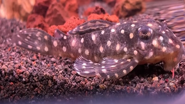 snowball pleco appearance