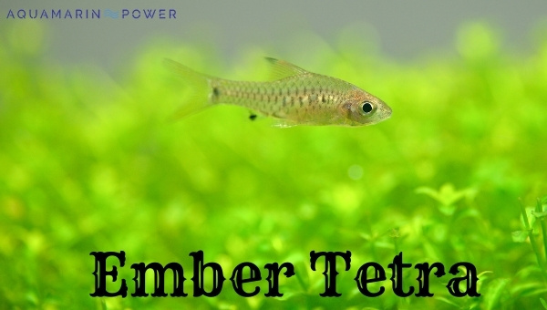 Ember Tetra Species Summary