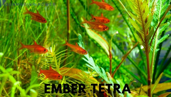 Ember Tetra In The Shoal