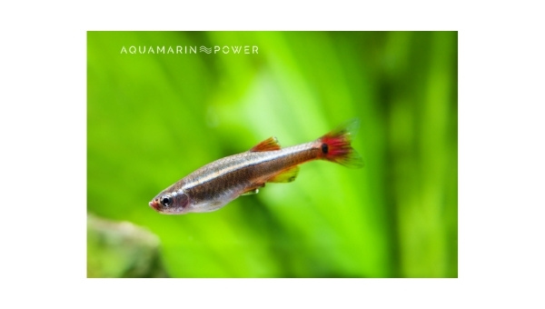 White Cloud Mountain Minnow: Best Detailed Care Guide