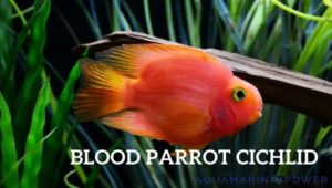 blood parrot cichlid featured image