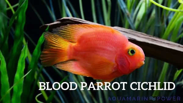Blood Parrot Cichlid Best Care Guide, Lifespan, Size & All | 2023