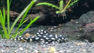 snowball pleco featured image