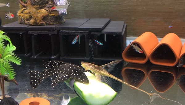 snowball pleco tank mates