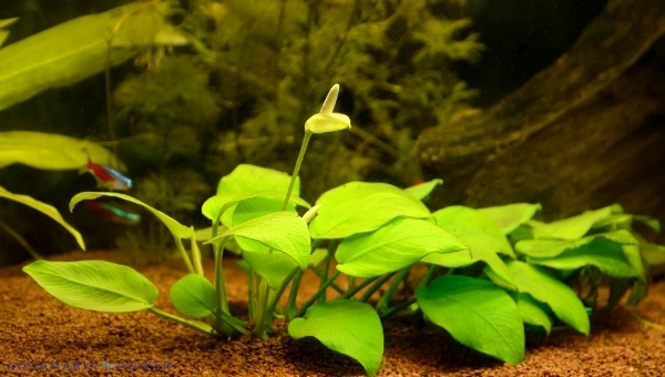 Anubias