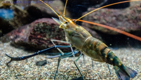 Bamboo Shrimp Appearance