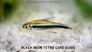 Black Neon Tetra
