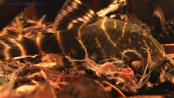 Clown Pleco Appearance