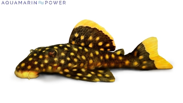 Clown Pleco Species Summary