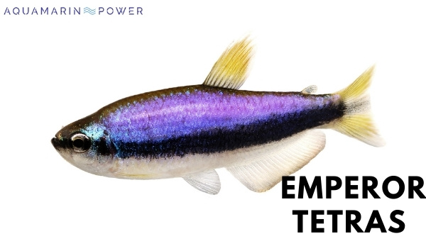 Types Of Tetra Emperor Tetra