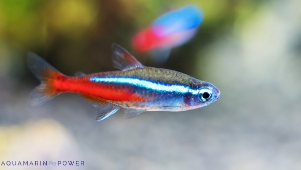 Neon Tetra Appearance