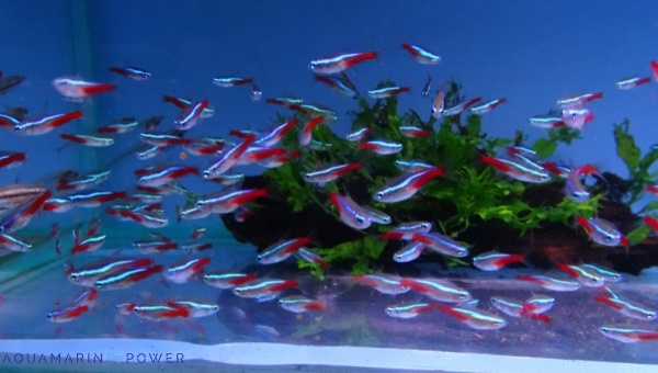 Neon Tetra Breeding