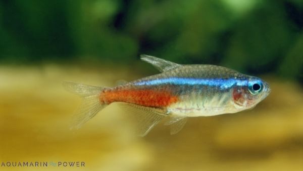 Neon Tetra Species Summary