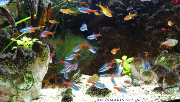 Neon Tetra Tank Mates