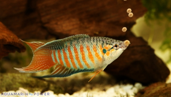 Paradise Fish Appearance