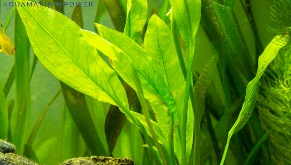 Paradise Fish The Amazon Sword Plant