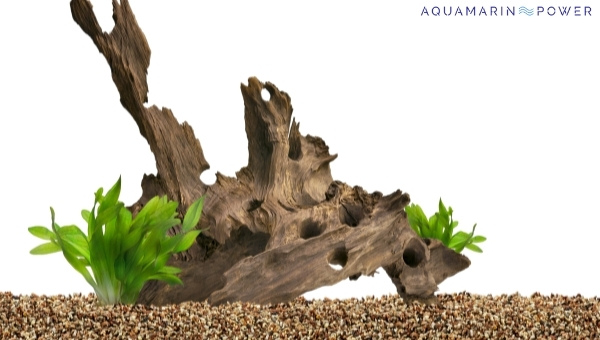 clown pleco Driftwood