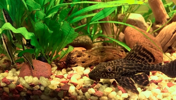 clown pleco Food & diet