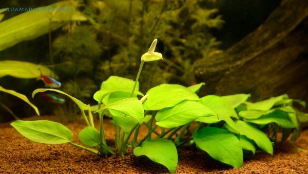 Vampire crab Anubias Nana