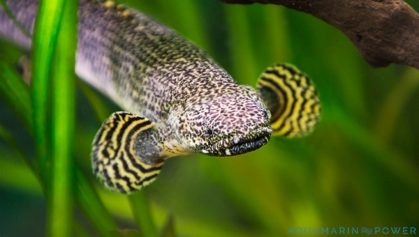 Bichir Appearance