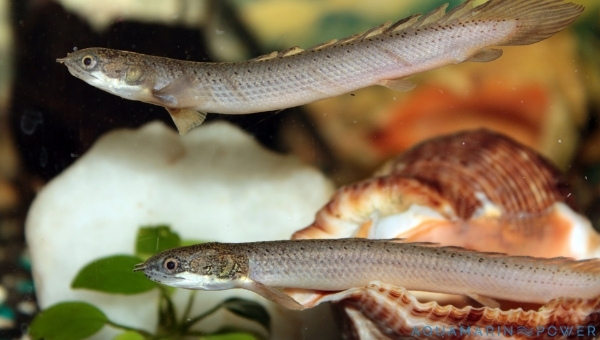 Bichir Breeding