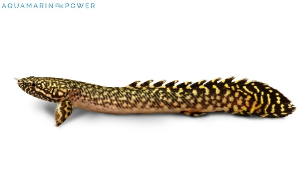 Bichir Species Summary