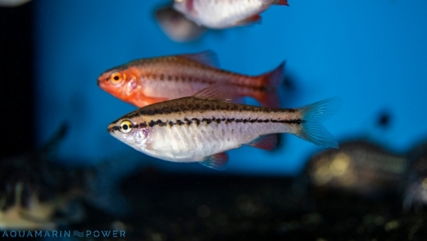  Cherry Barb Appearance