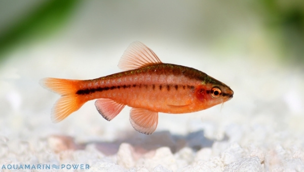  Cherry Barb Behavior and Temperament