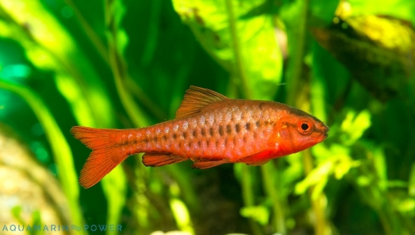  Cherry Barb Species Summay