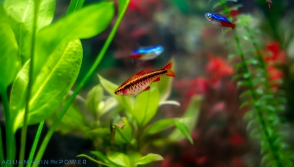  Cherry Barb Tank Mates