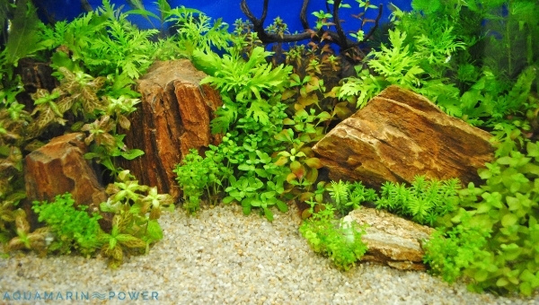  Cherry Barb plants and Decorations