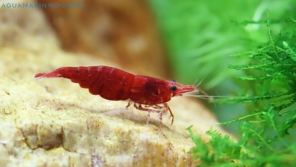 Cherry Shrimp Appearance