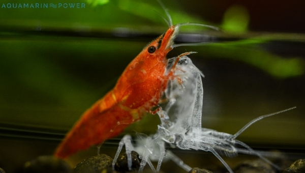 Cherry Shrimp Behavior & Temperament