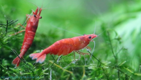 Cherry Shrimp Breeding