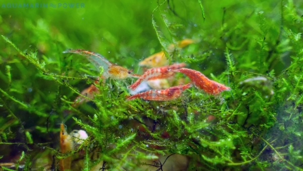 Cherry Shrimp Color Grading