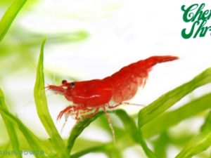 Cherry Shrimp Featured image