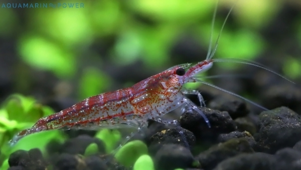 Cherry Shrimp Size & Growth Rate