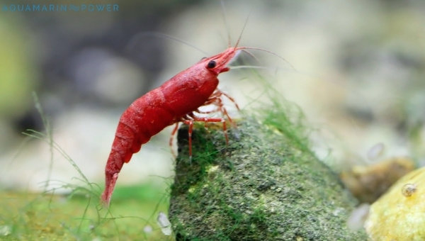 Cherry Shrimp Species Summary